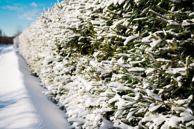 Arbres Verts Branches D'épinette Dans La Neige Journée Ensoleillée Par Temps Froid Beaucoup De Neige