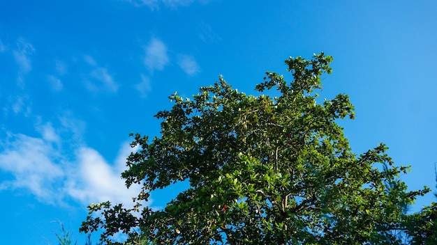 Arbres verts et un ciel bleu nuageux