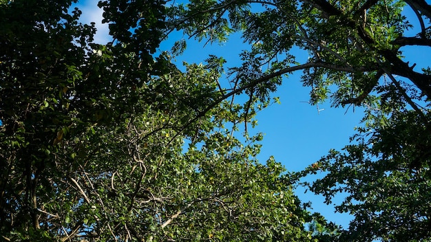 Arbres verts et un ciel bleu nuageux