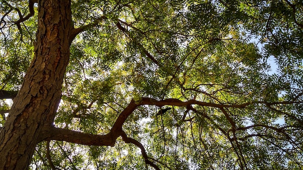 Arbres verts couverts de plantes vertes dans les bois