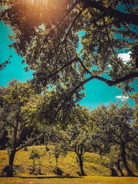 Arbres verts dans la chaude lumière du soleil