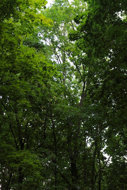 Arbres verts dans la forêt, beau paysage d'été