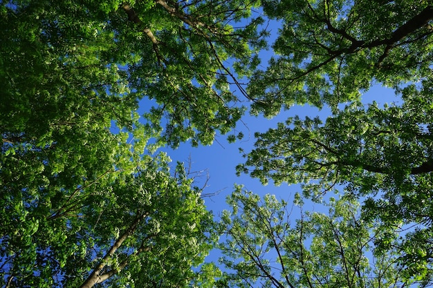 Arbres verts dans la forêt ciel bleu et rayons de soleil