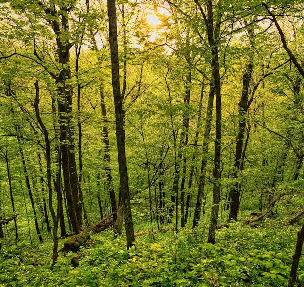 Photo des arbres verts dans la forêt profonde photo