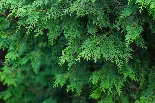 Arbres verts dans une forêt