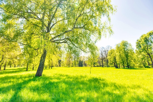 Arbres verts dans le parc et ciel bleu