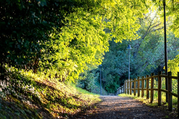 Arbres verts dans le parc avec sentier et clôture. Beau paysage de nature d'été.