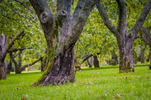 Arbres verts dans le parc