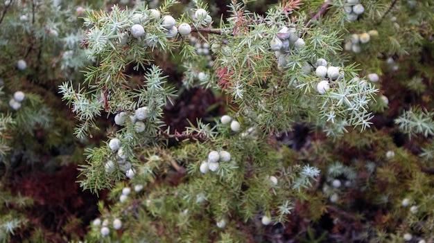 Arbres verts dans le pays