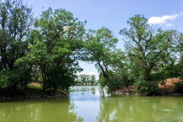 Arbres verts en été autour de l'étang. Réserve Ascania Nova. Ukraine.