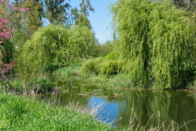 Arbres verts et herbe autour d'une rivière lente par une chaude journée d'été