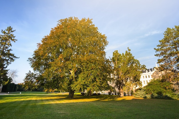 Arbres verts et jaunes dans le parc au début de l'automne.