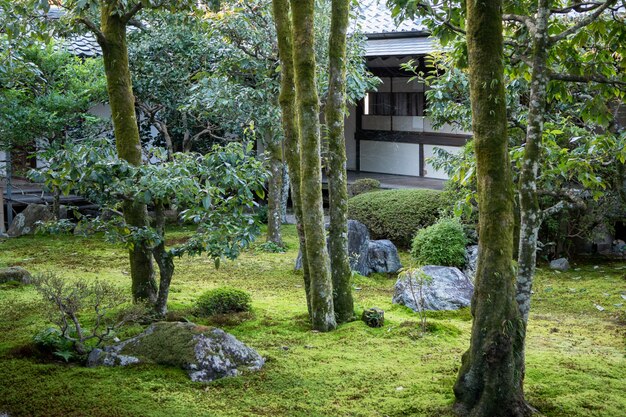 Arbres verts naturels dans un jardin japonais