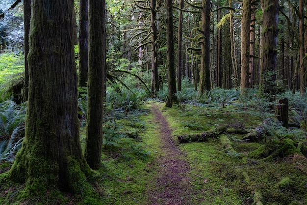 Des arbres verts recouverts de mousse lors d'une journée d'été animée