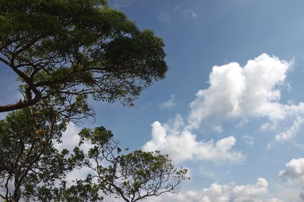 Photo des arbres verts vifs dans la forêt