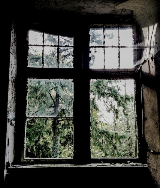 Photo des arbres vus par la fenêtre d'une maison abandonnée