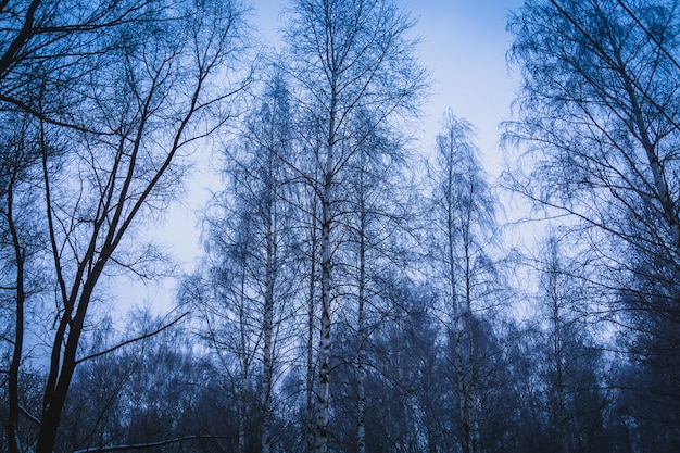 Arbres à Winter Park