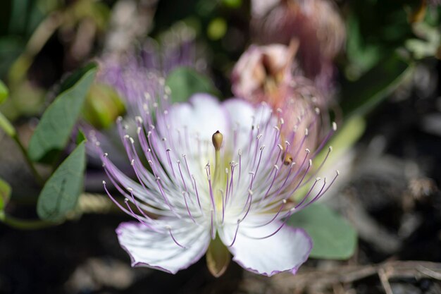 Photo arbuste de caper ou de rose de flinders capparis spinosa malaga espagne