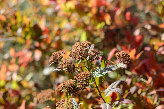 arbuste décoratif en automne par une journée ensoleillée