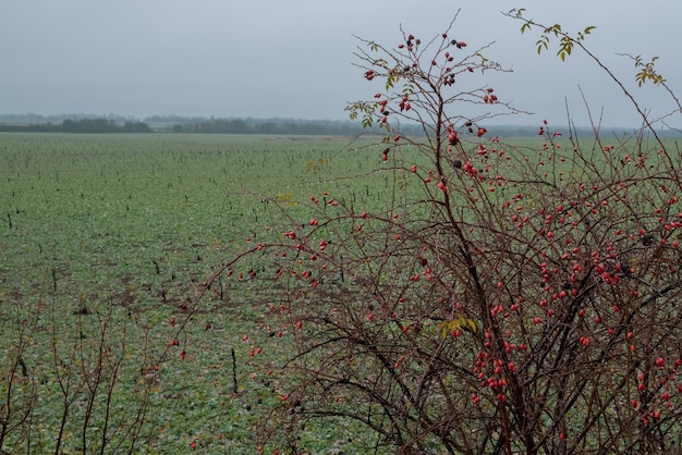 Arbuste d'églantier sauvage de bruyère dans la nature Paysage de fin d'automne Branche de bouquet d'églantier églantier