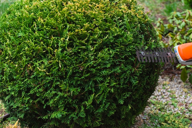 Arbuste d'élagage avec outil dans le jardin