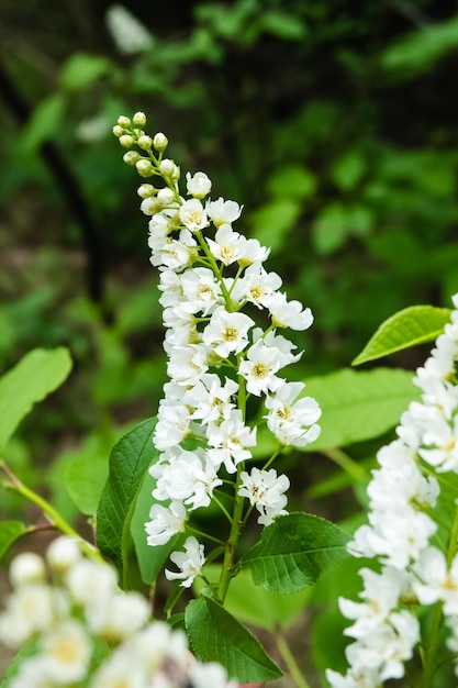 Arbuste à fleurs aux inflorescences coniques