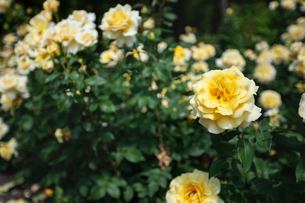 Arbuste à fleurs délicates avec des roses et de la couleur de thé jaune rose sauvage