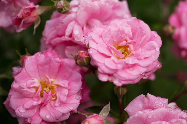 Arbuste à fleurs délicates avec des roses et des roses sauvages