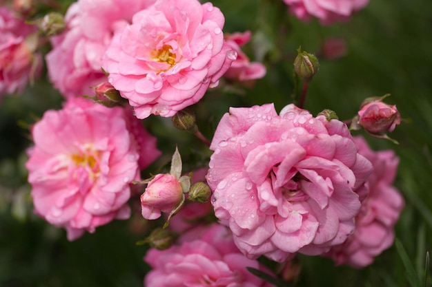 Arbuste à fleurs délicates avec des roses et des roses sauvages