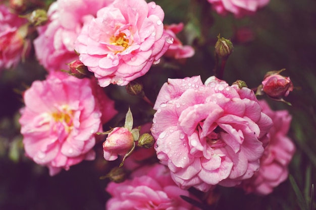 Arbuste à fleurs délicates avec des roses et des roses sauvages