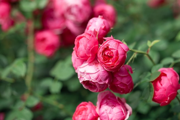 Arbuste à fleurs délicates avec des roses et des roses sauvages