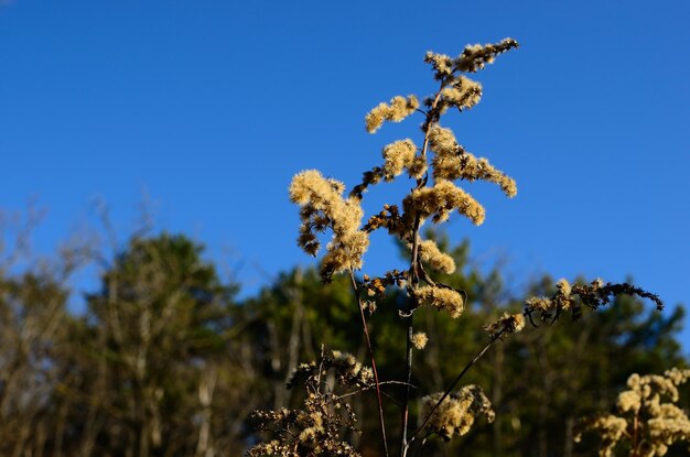 Arbuste et fleurs douces légères en hiver