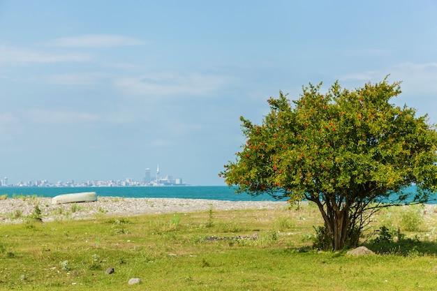 Arbuste à fleurs grenat sur la plage avec vue sur la ville de Batumi en Géorgie