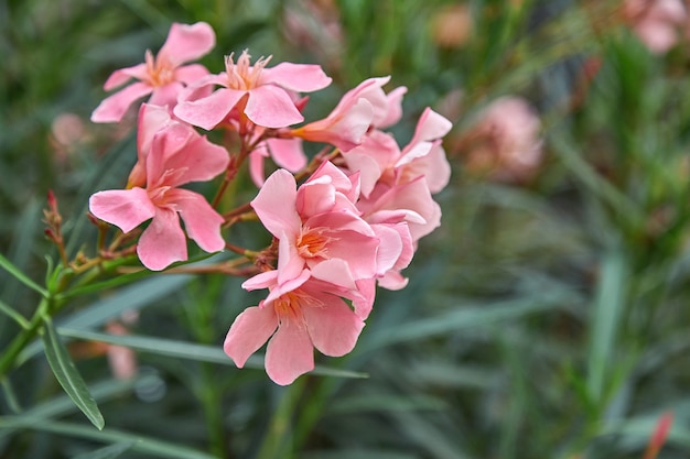 Arbuste à fleurs de lauriers roses. Le laurier-rose est souvent utilisé dans l'aménagement paysager comme plante ornementale dans les régions à climat subtropical.