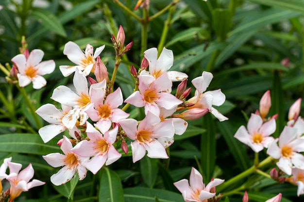 Arbuste à fleurs Oleander Nerium oleander