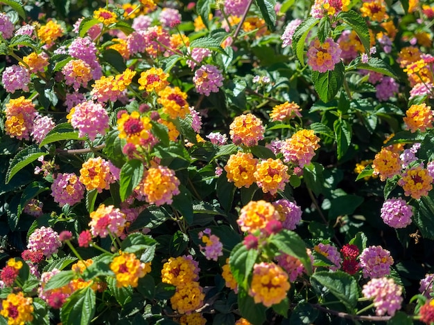 Arbuste Lantana Camara à Marbella Espagne