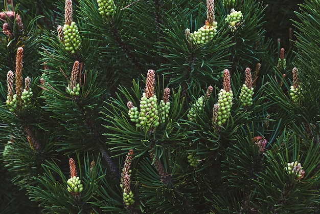 Arbuste de pin en fleurs pin de montagne qui fleurit dans la forêt de printemps