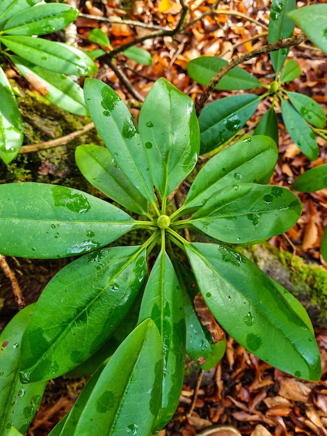 Arbuste de rhododendron dans la forêt grandes feuilles vertes avec des gouttes