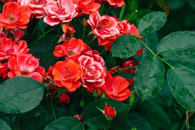 Arbuste rose écarlate dans le jardin