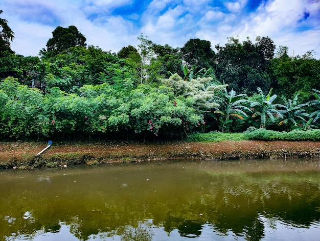 arbustes au bord d'une rivière tropicale