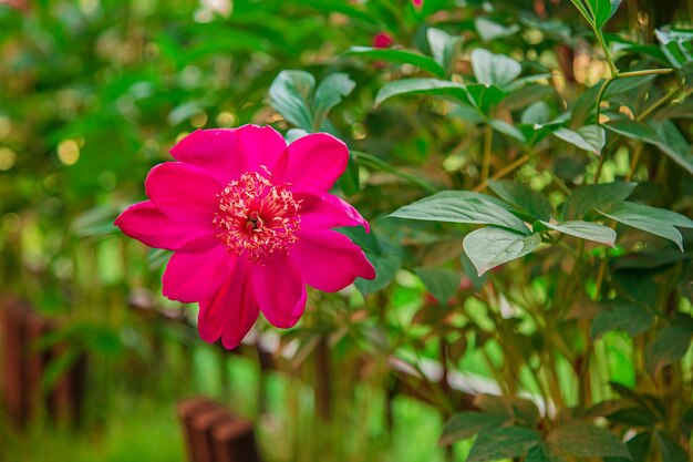 Arbustes belles pivoines dans le jardin. Des fleurs grandissants. Journée ensoleillée dans le jardin.