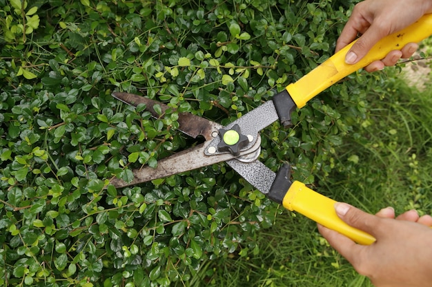 Photo arbustes avec des ciseaux de jardin