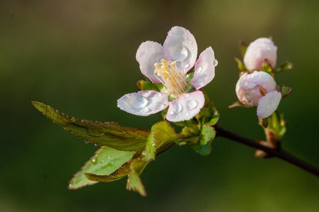 Arbustes à fleurs de fleurs blanches à feuilles vertes