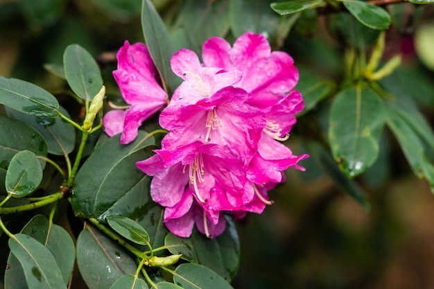 Arbustes à fleurs à fleurs rose vif rhododendron rose