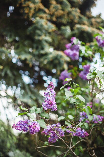 Arbustes à fleurs, lilas, beauté, printemps, nature et parc, botanique, bouquets