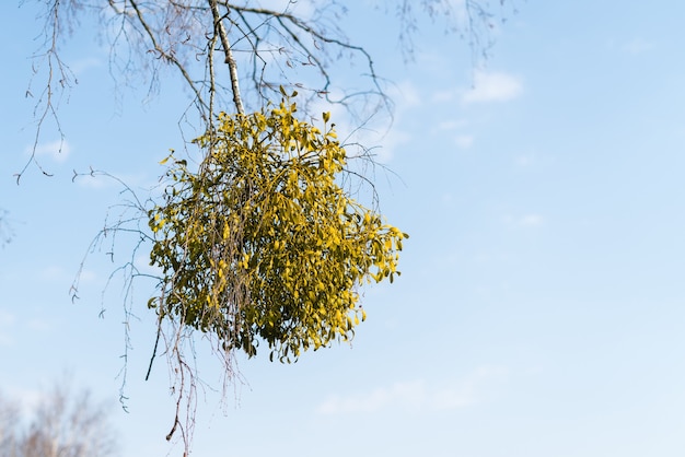 Photo arbustes hémiparasites de gui sur branche d'arbre.