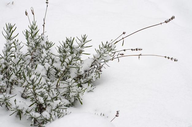 Arbustes d'ornement de jardin sous la neige blanche. Studio photo.