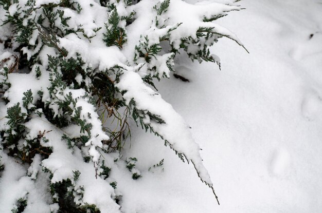 Arbustes d'ornement de jardin sous la neige blanche. Studio photo.