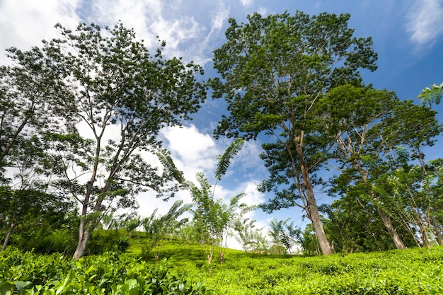 Photo arbustes à thé, arbres entourés de bois tropicaux.