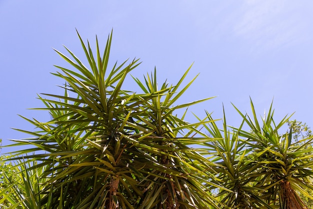 Arbustes tropicaux. Végétation tropicale avec fond de ciel bleu.